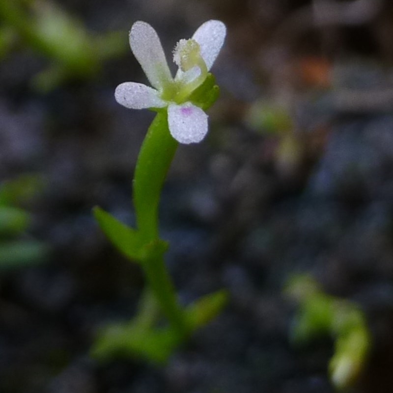 Stylidium despectum