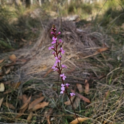 Stylidium graminifolium