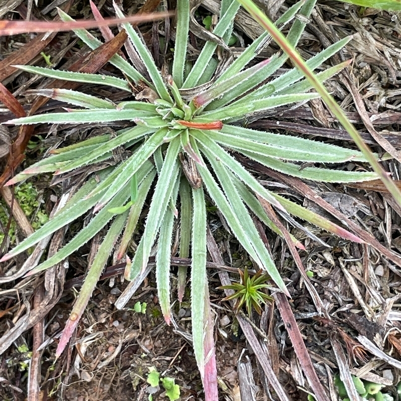 Stylidium graminifolium