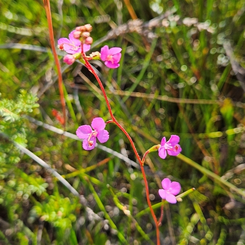 Stylidium lineare