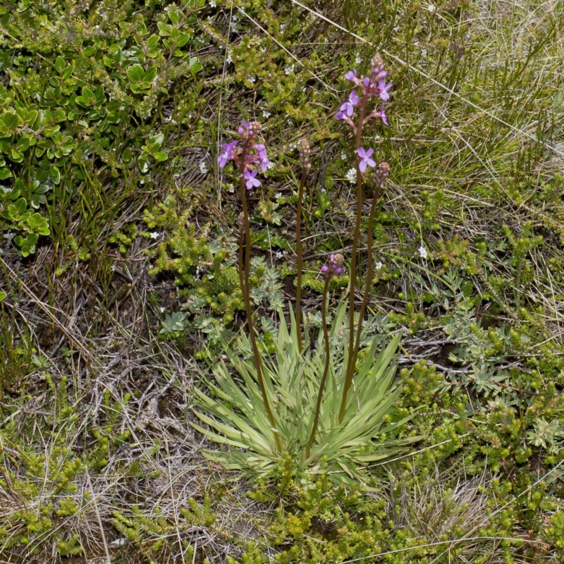 Stylidium montanum