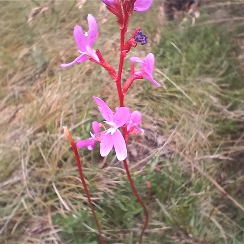 Stylidium montanum