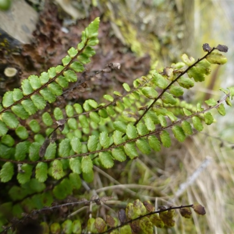 Asplenium trichomanes