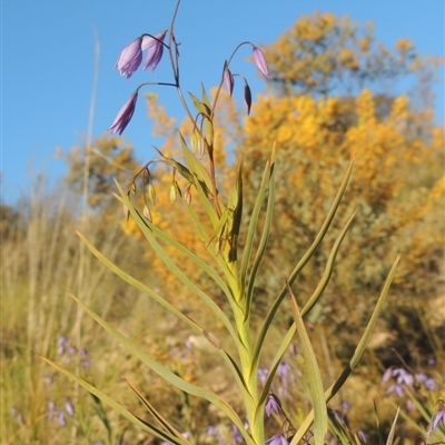 Stypandra glauca