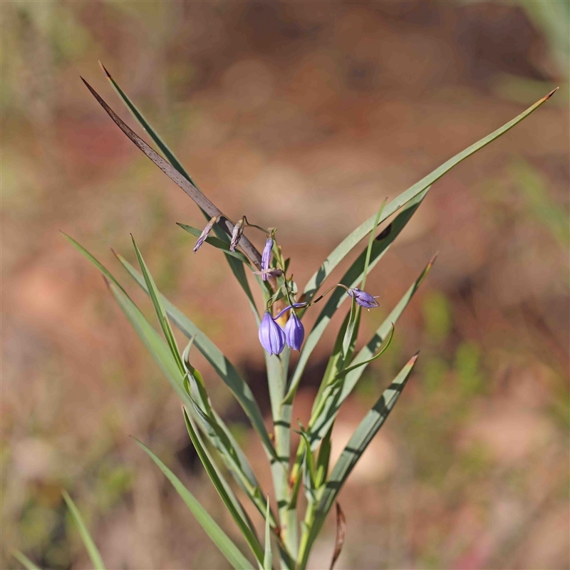 Stypandra glauca