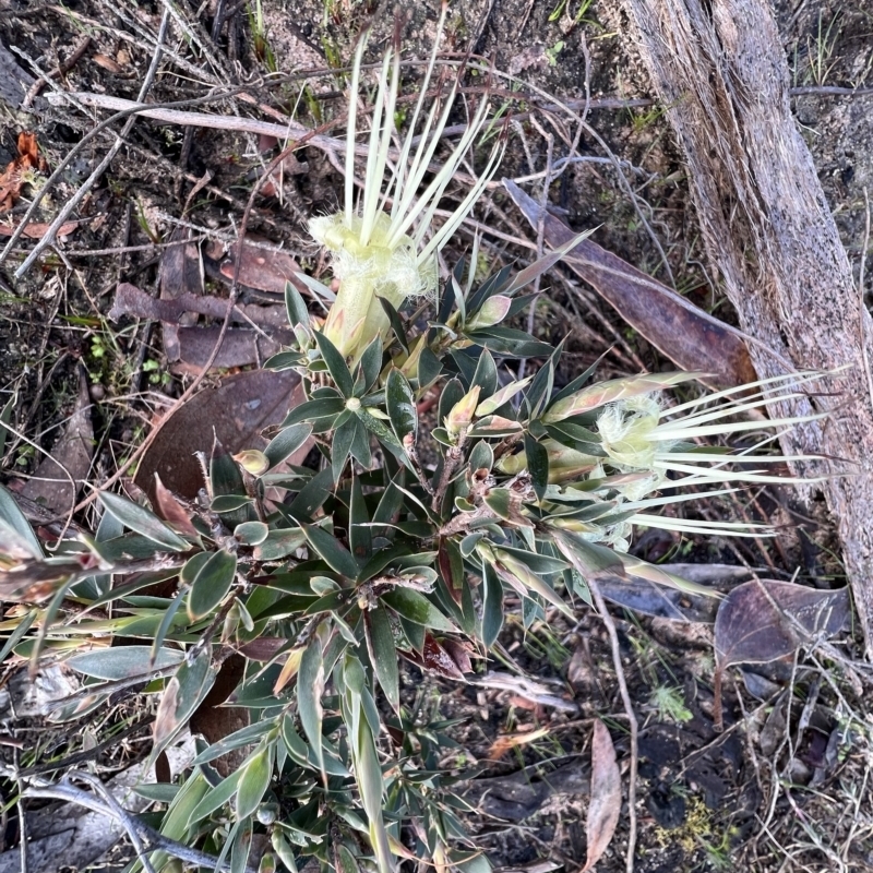 Styphelia adscendens