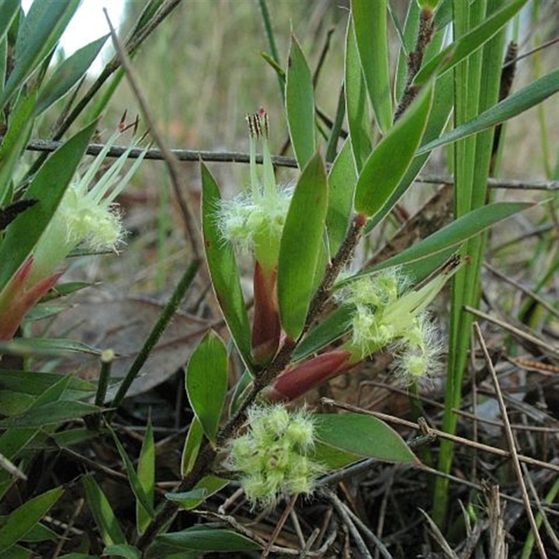 Styphelia adscendens