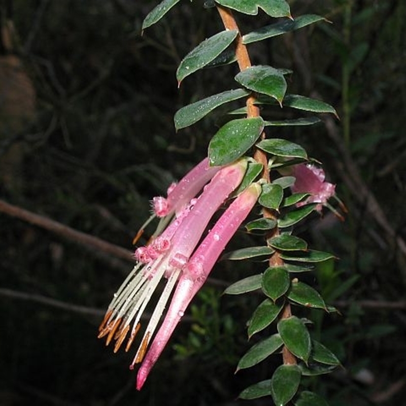 Styphelia psiloclada