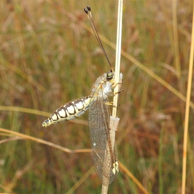 Suhpalacsa flavipes