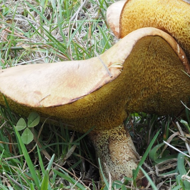 Suillus granulatus