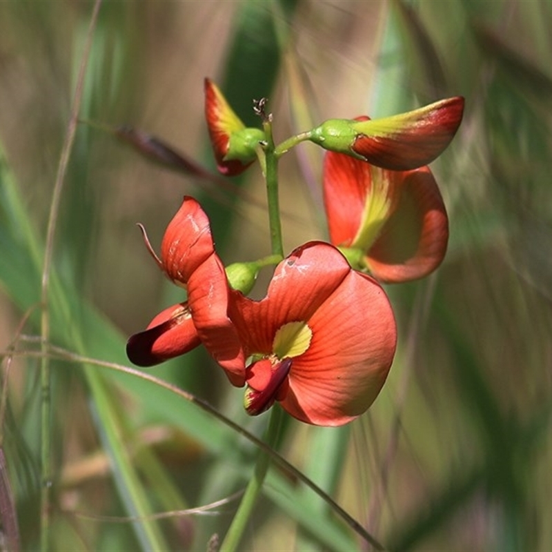 Swainsona galegifolia