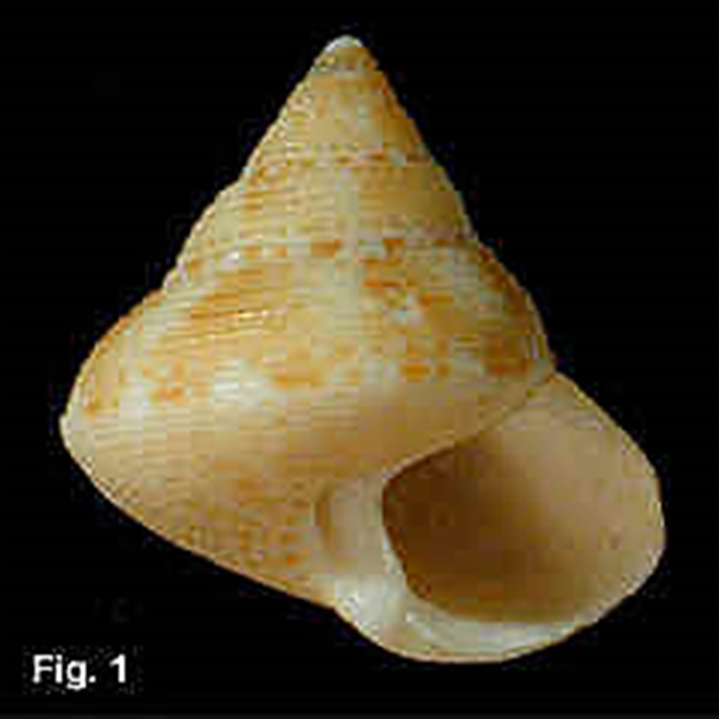 Astele (Astelena) scitulum