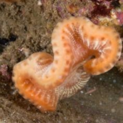 Sycozoa cerebriformis