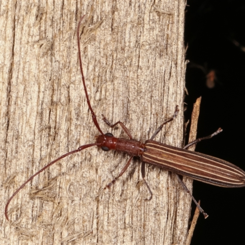 Syllitus grammicus