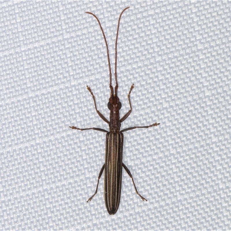 Syllitus grammicus