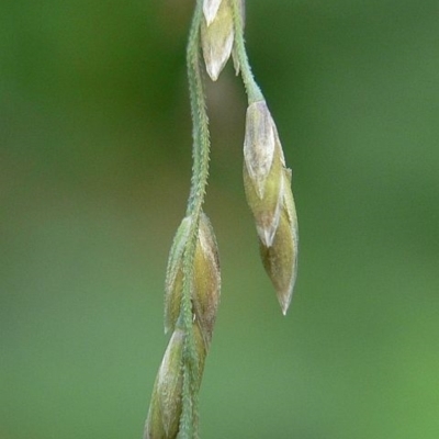 Sylvipoa queenslandica