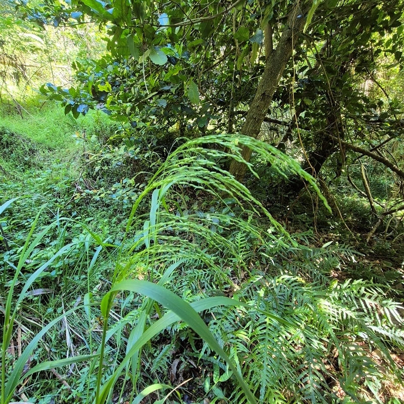 Sylvipoa queenslandica