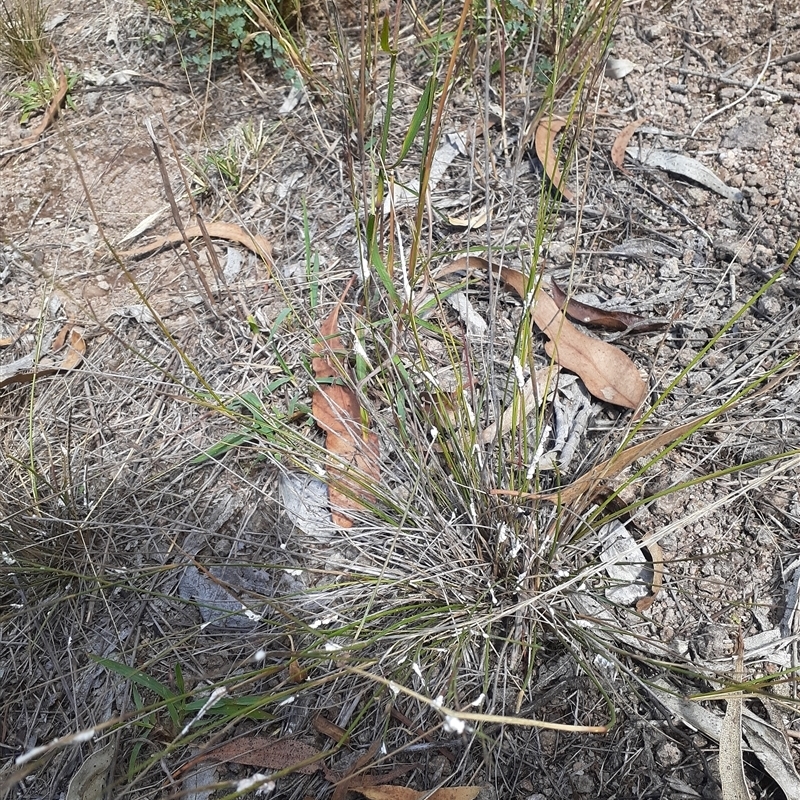 Symonicoccus australis
