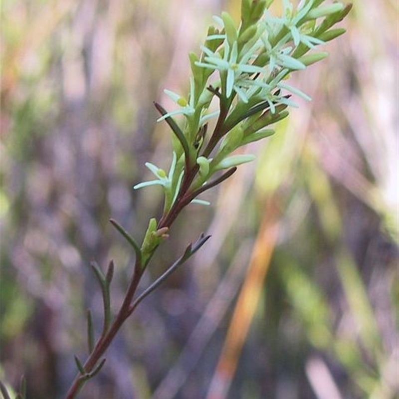 Symphionema paludosum