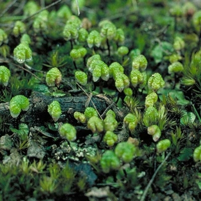 Asterella drummondii