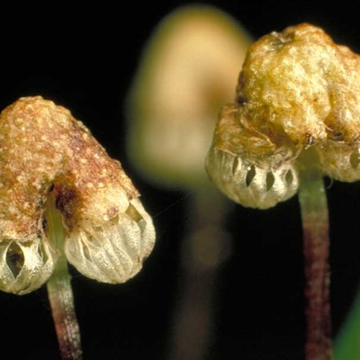 Asterella drummondii