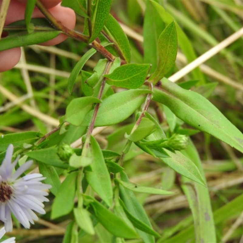 Symphyotrichum novi-belgii