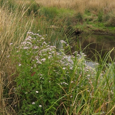 Symphyotrichum novi-belgii