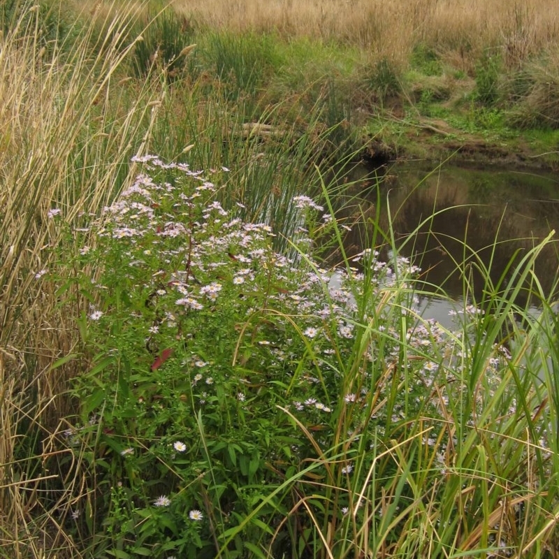 Symphyotrichum novi-belgii