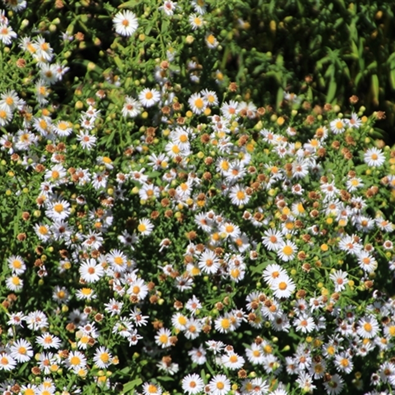 Symphyotrichum novi-belgii