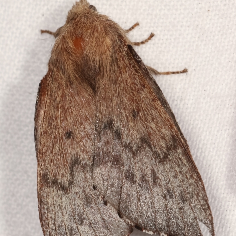 Symphyta undescribed species