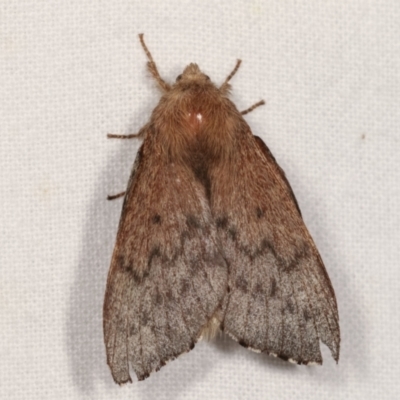 Symphyta undescribed species