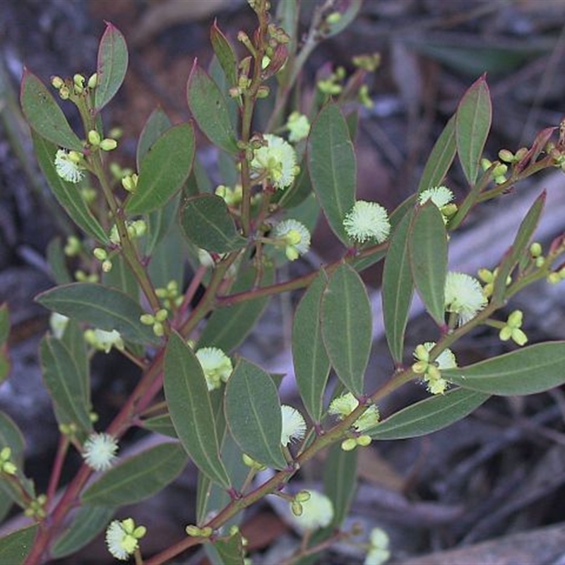 Acacia myrtifolia