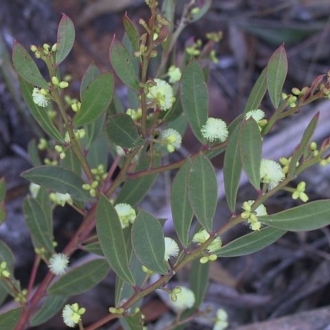 Acacia myrtifolia