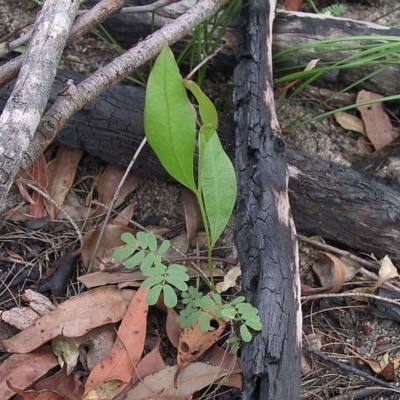 Jackie Miles, seedling