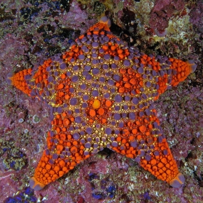 Asterodiscides truncatus