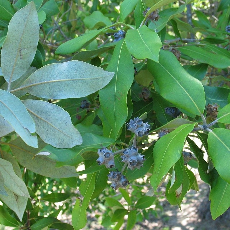 Syncarpia glomulifera subsp. glomulifera