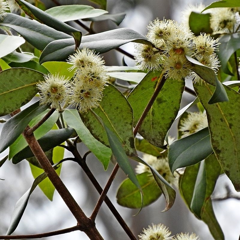 Syncarpia glomulifera subsp. glomulifera