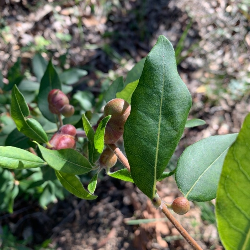 Syncarpia glomulifera subsp. glomulifera