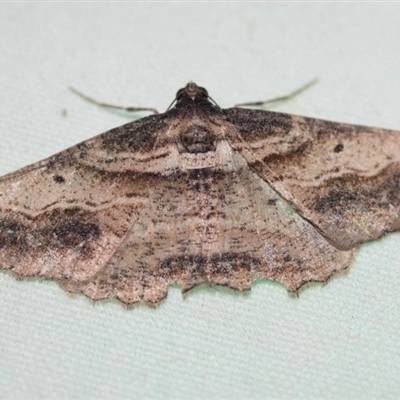 Syneora euboliaria