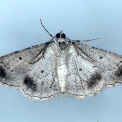 Male Underside