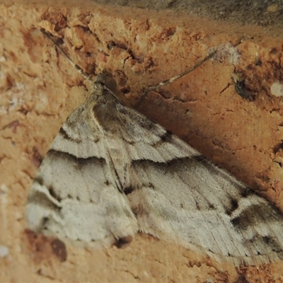 Syneora hemeropa