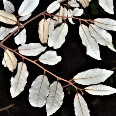 Asterolasia correifolia