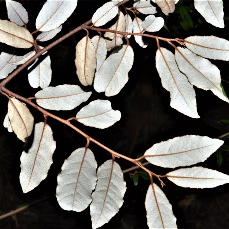 Asterolasia correifolia