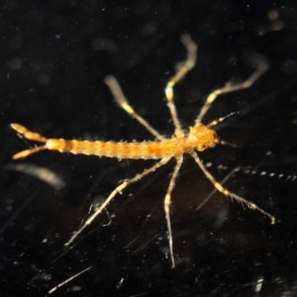 Paul Whitington, Wonboyn River - larva