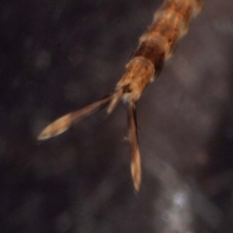 Paul Whitington, Wonboyn River - larva showing gills