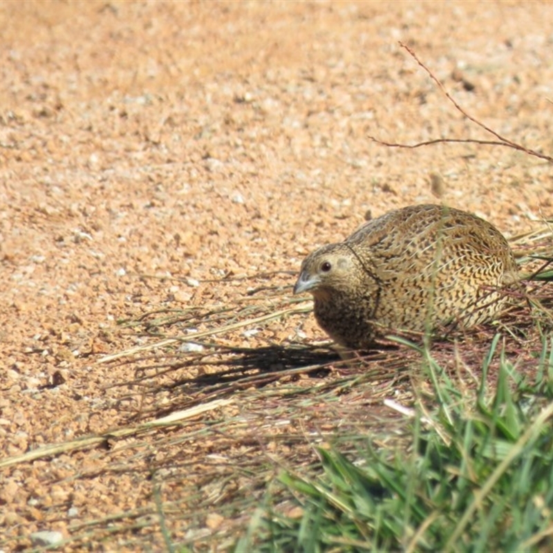 Synoicus ypsilophorus