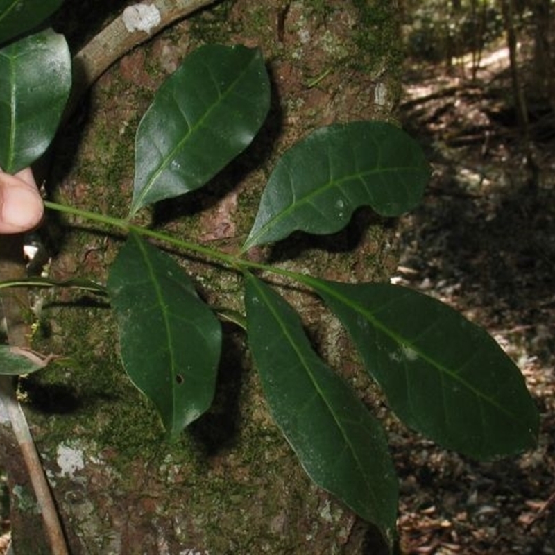 Synoum glandulosum subsp. glandulosum