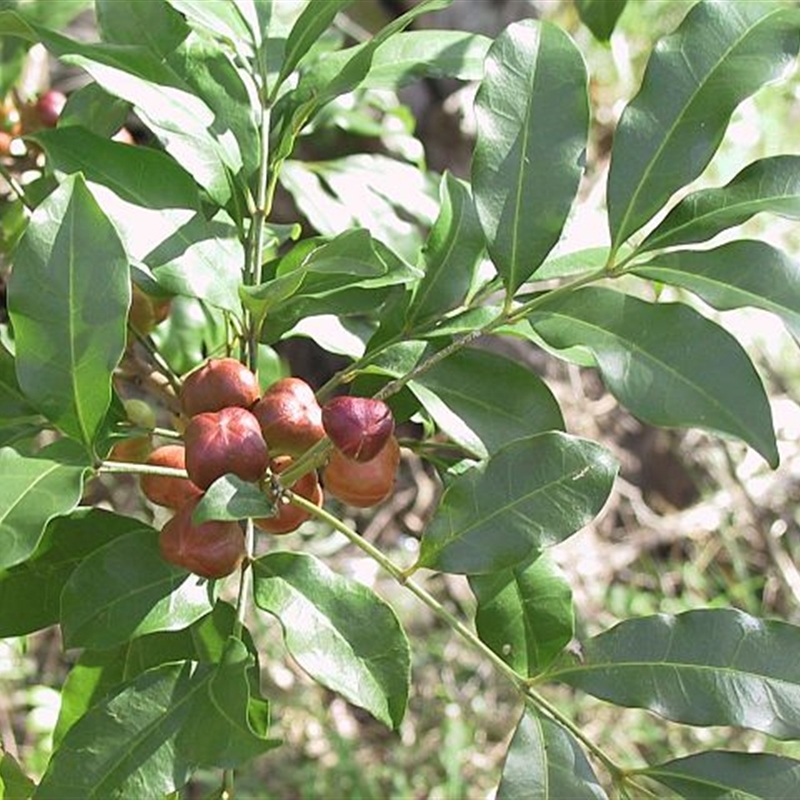 Synoum glandulosum subsp. glandulosum