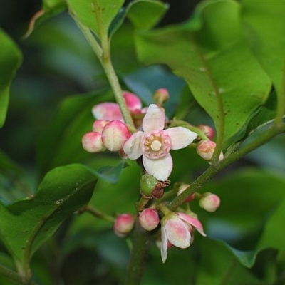 Synoum glandulosum subsp. glandulosum