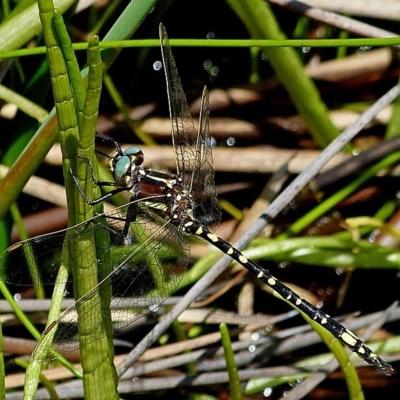 Synthemis eustalacta